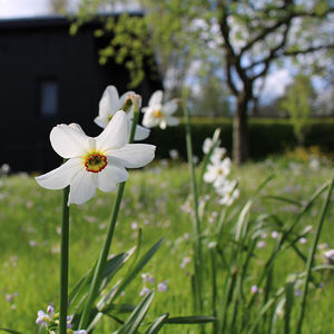 grid-vierkant-bloemen-wit-600