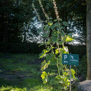 leenhuys-akkrummg8812